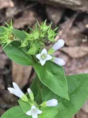 Venus' pride(Houstonia purpurea)