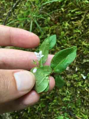 Venus' pride(Houstonia purpurea)