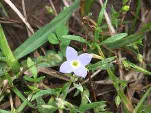 Rose bluet(Houstonia rosea)