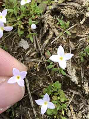 Rose bluet(Houstonia rosea)