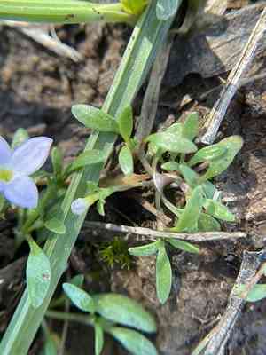 Rose bluet(Houstonia rosea)