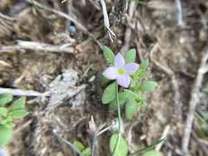 Rose bluet(Houstonia rosea)
