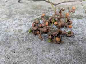 Chinese raisin tree(Hovenia acerba)