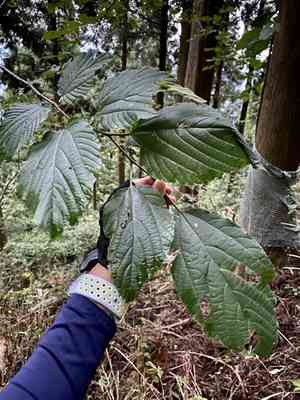 Japanese raisin tree(Hovenia dulcis)