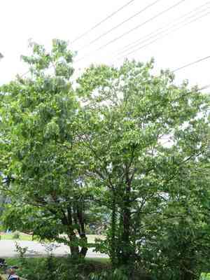 Japanese raisin tree(Hovenia dulcis)