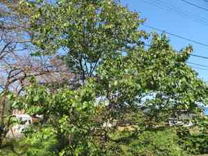 Japanese raisin tree(Hovenia dulcis)