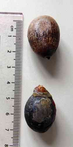 Curly palm(Howea belmoreana)