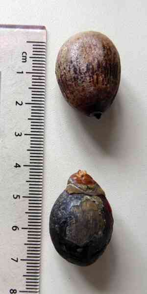 Curly palm(Howea belmoreana)