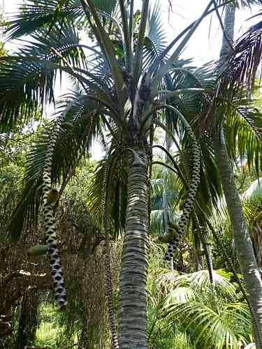 Curly palm(Howea belmoreana)