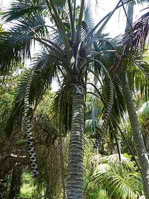 Curly palm(Howea belmoreana)