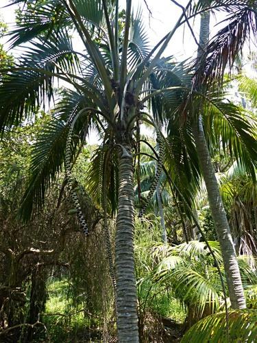 Curly palm