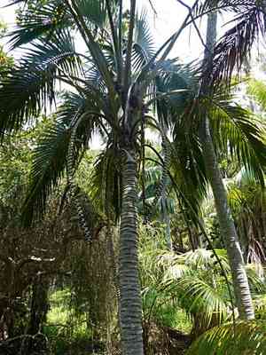 Curly palm(Howea belmoreana)