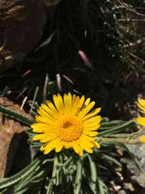 Pacific hulsea(Hulsea algida)