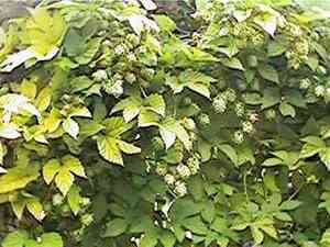 Common hop(Humulus lupulus)