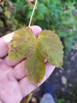 Common hop(Humulus lupulus)
