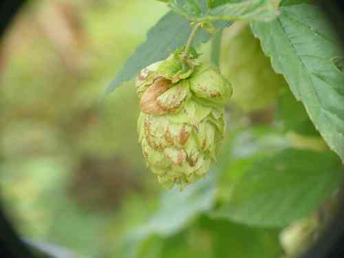 Common hop(Humulus lupulus)