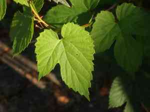 Common hop(Humulus lupulus)