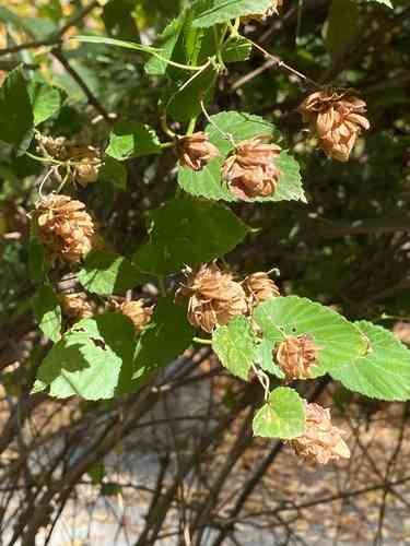 Common hop(Humulus lupulus)