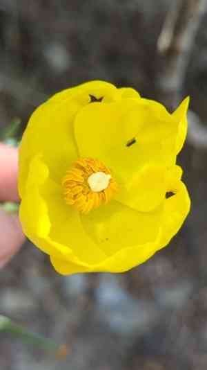 Mexican tulip poppy(Hunnemannia fumariifolia)