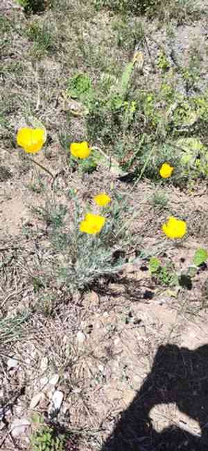 Mexican tulip poppy(Hunnemannia fumariifolia)