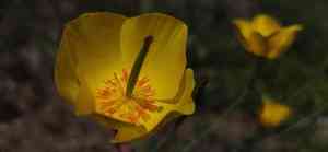 Mexican tulip poppy(Hunnemannia fumariifolia)