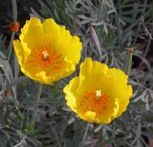 Mexican tulip poppy(Hunnemannia fumariifolia)