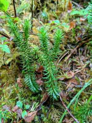 Western clubmoss(Huperzia occidentalis)