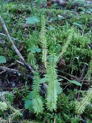 Western clubmoss(Huperzia occidentalis)