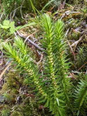 Western clubmoss(Huperzia occidentalis)