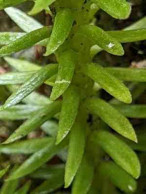 Western clubmoss(Huperzia occidentalis)