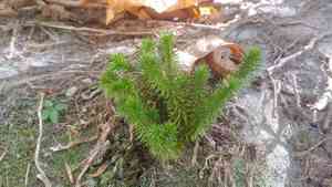 Rock clubmoss(Huperzia porophila)