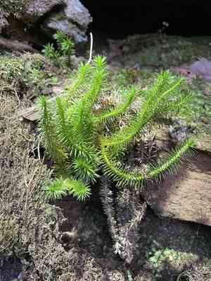 Rock clubmoss(Huperzia porophila)