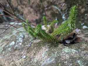 Rock clubmoss(Huperzia porophila)