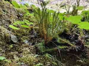 Rock clubmoss(Huperzia porophila)
