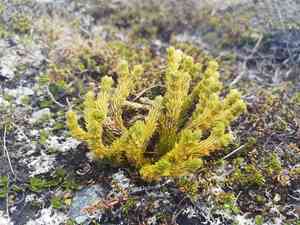 Northern firmoss(Huperzia selago)