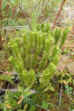 Northern firmoss(Huperzia selago)