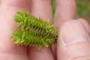 Northern firmoss(Huperzia selago)
