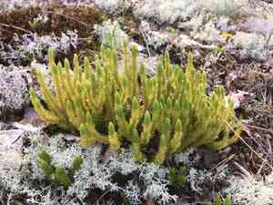 Northern firmoss(Huperzia selago)