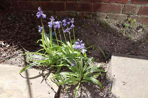 Spanish bluebell(Hyacinthoides hispanica)