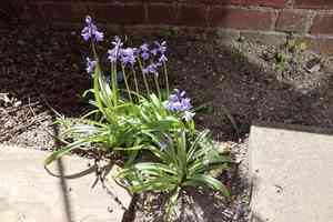 Spanish bluebell(Hyacinthoides hispanica)