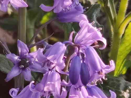 Spanish bluebell(Hyacinthoides hispanica)