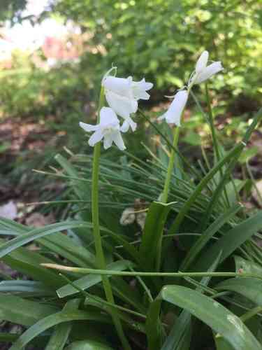Spanish bluebell(Hyacinthoides hispanica)