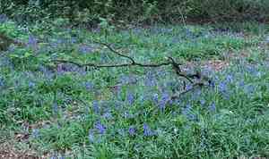 Spanish bluebell(Hyacinthoides hispanica)