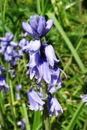 Spanish bluebell(Hyacinthoides hispanica)