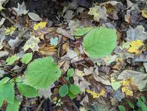 Ashy hydrangea(Hydrangea cinerea)