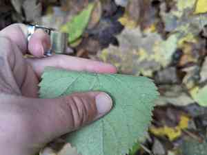 Ashy hydrangea(Hydrangea cinerea)