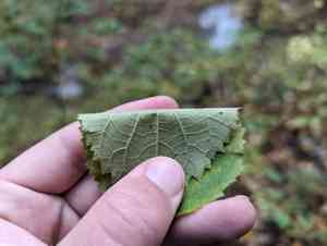Ashy hydrangea(Hydrangea cinerea)