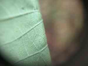 Ashy hydrangea(Hydrangea cinerea)