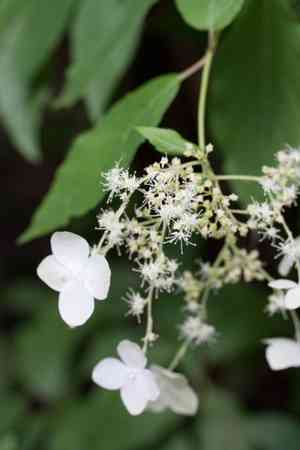 Hydrangea heteromalla(Hydrangea heteromalla)