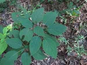 Silverleaf hydrangea(Hydrangea radiata)